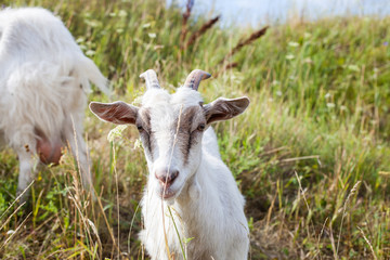 Obraz premium goats in the summer on walk, selective focus