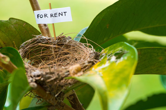 Streak-eared Bulbul empty nest for rent