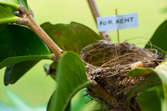 Streak-eared Bulbul empty nest for rent