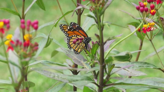 Monarch Butterfly Lays Eggs on Milkweed Plant.