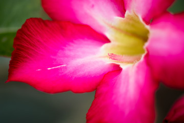 Dark pink desert rose blooming