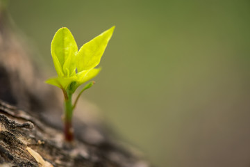 shoot of new branch sprout from the tree