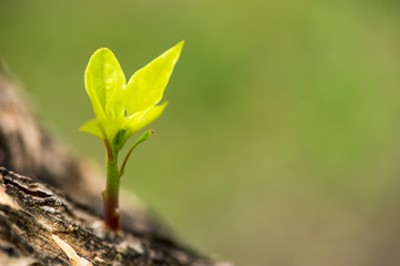 shoot of new branch sprout from the tree