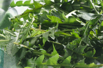 Obraz premium fresh dandelion leaves