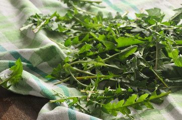 fresh dandelion leaves
