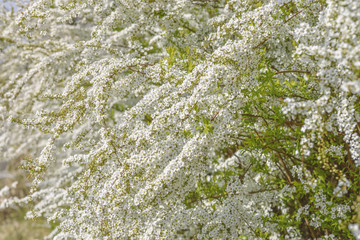 満開のユキヤナギ