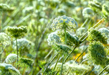Carrot flowers Sunny rising early with petals like fireworks radiate in all directions in beautiful...