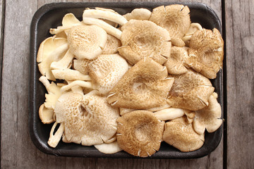 Fototapeta premium Mushroom