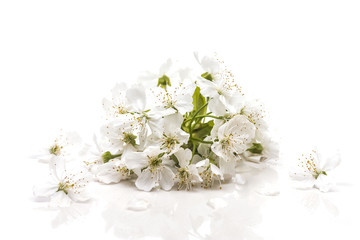 small inflorescence with small white flowers cherry