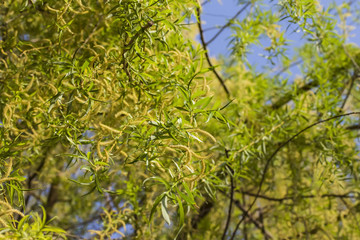 weeping willow blossom against a blue sky