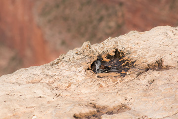 Sparrow taking a bath with the Grand Canyon in Arizona in the background
