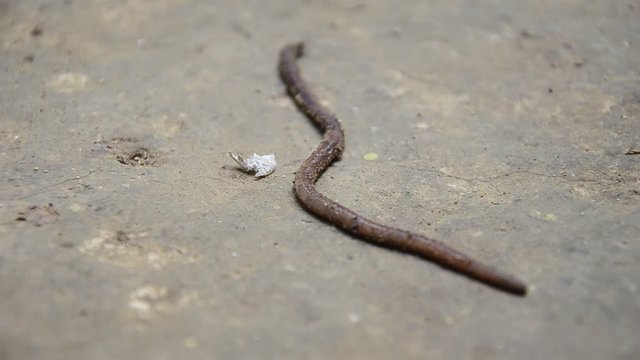 Earthworm moving on ground in forest
