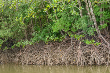 Several of mangrove trees showing root in the forrest