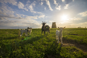 small goats and sheep grazing in a meadow near a windmill
