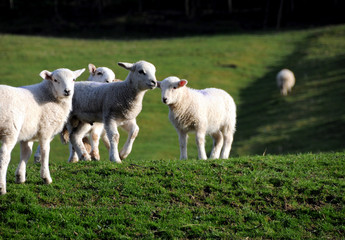A Group Of Spring Lambs In North Wales