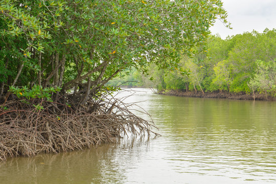 Fototapeta Mangrove forest, Beautiful blue sky and tropical mangrove forest