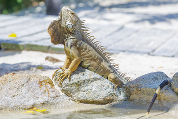 Caribbean Iguana on the beach
