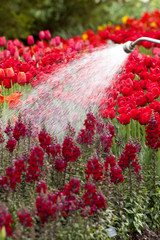 Watering the garden of mixed tulips and snapdragons in the spring.
