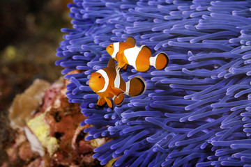 Obraz premium Two Ocellaris clownfish (Amphiprion ocellaris) anda blue sea anemone