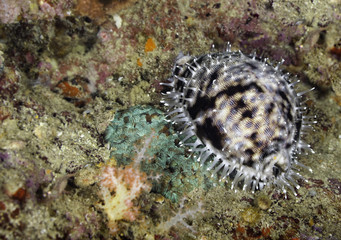 Live Tiger Cowrie (Cypraea tigris) snail (shell) underwater on a reef in Thailand © Aneese