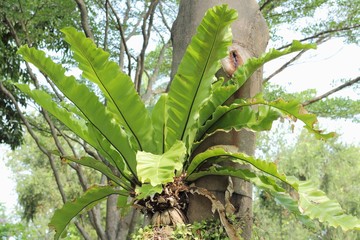 Bird's Nest Fern