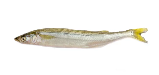 Papier Peint photo Lavable Poisson smelt fish on a light background