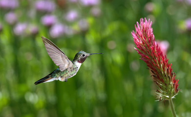 Fototapeta na wymiar Ruby-throated Hummingbird over green background