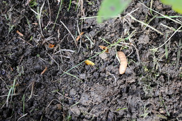 Dickmaulrüssler Larve
