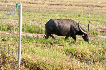 Obraz premium water buffalo eating grass in a field.
