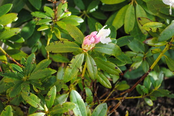 Obraz na płótnie Canvas kranker Rhododendron