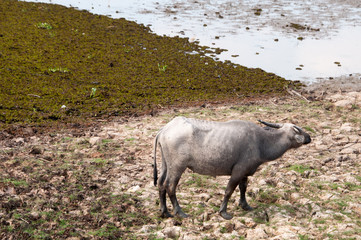 water buffalo eating grass in a field.