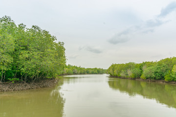 Fototapeta na wymiar Mangrove forest, Beautiful blue sky and tropical mangrove forest