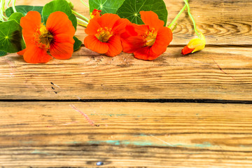 Nasturtium flowers on wooden background