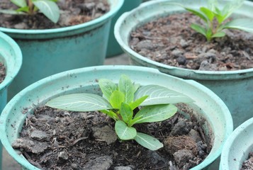Rows of Potted Seedlings