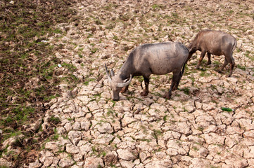 water buffalo eating grass in a field.