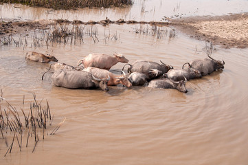 Fototapeta premium Group of water buffalo