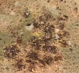 mold on rye bread