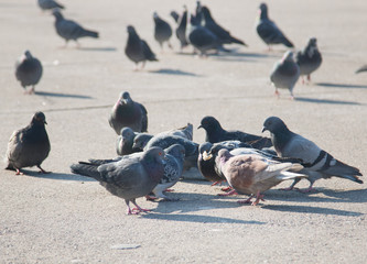 Fototapeta premium Pigeons on the pavement