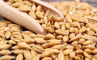 Barley grain with spoon on wooden background