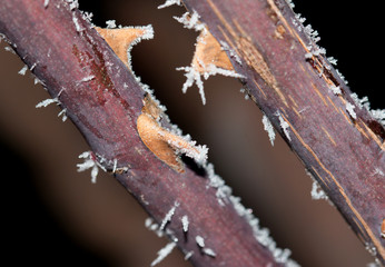 frost on the branch