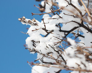 Snow on a branch