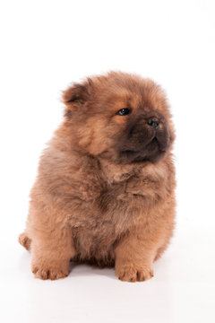 322 Best Bebe Chien Images Stock Photos Vectors Adobe Stock