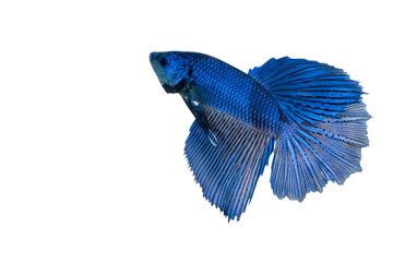 Siamese fighting fish