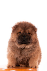 chow chow chiot 3 mois