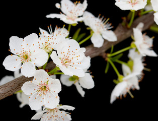 flowers plum on a branch against a black background