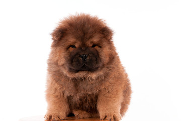 Fototapeta premium chiot chow chow