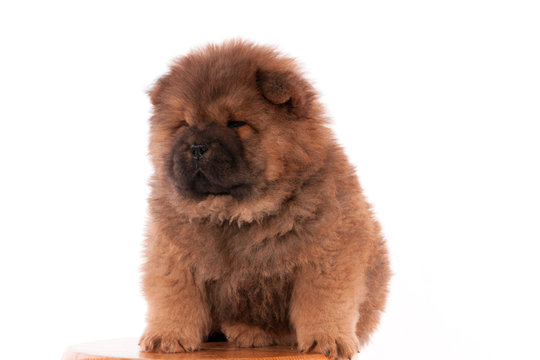 322 Best Bebe Chien Images Stock Photos Vectors Adobe Stock 322 Best Bebe Chien Images Stock Photos Vectors Adobe Stock