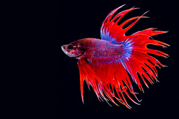 Siamese fighting fish