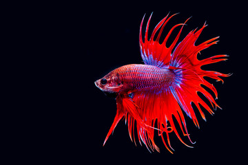 Siamese fighting fish