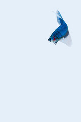 Fototapeta premium Siamese fighting fish